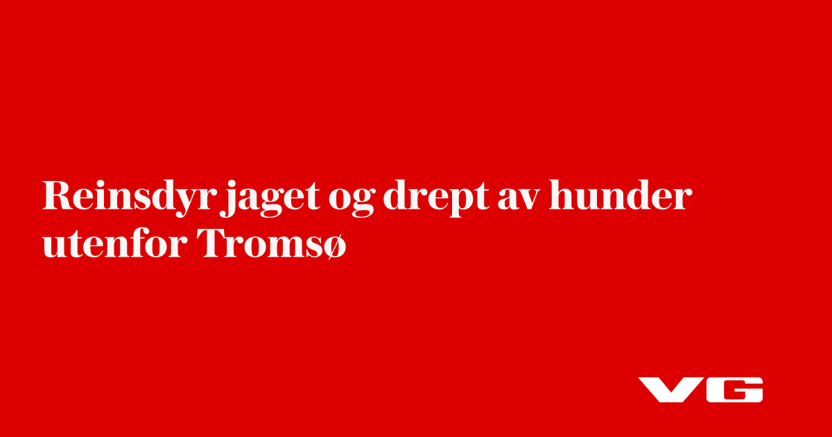 Reinsdyr jaget og drept av hunder utenfor Tromsø